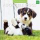 Kalender 2024 - Adorable Dogs