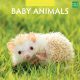 Kalender 2024 - Baby Amimals