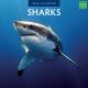 Kalender 2024 - Sharks